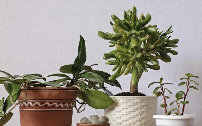 Specifičnosti sukulenata.