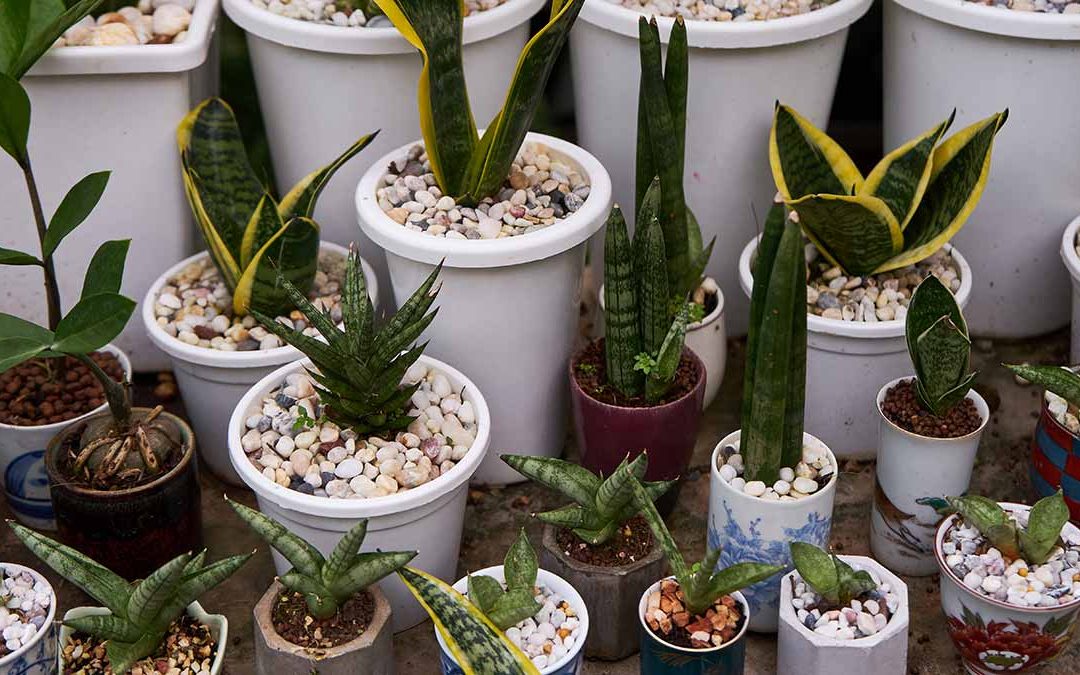 Kako sam se odlučila da uzgajam sukulente